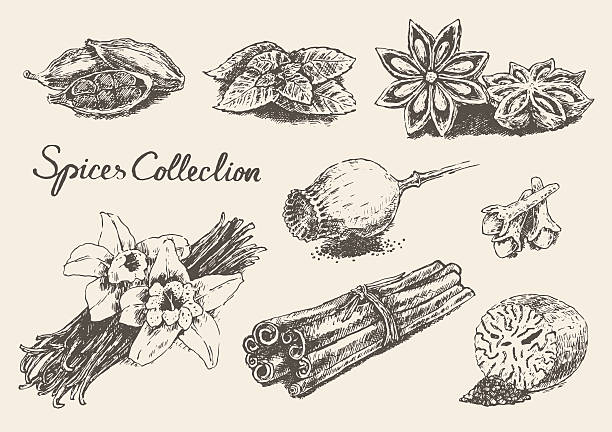 ilustrações, clipart, desenhos animados e ícones de conjunto de mão desenhada conjunto de vetor de especiarias e ervas - herb cooking garlic mint
