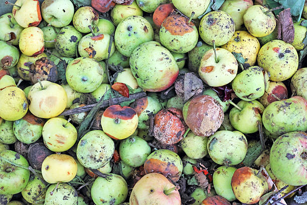 istock Dirty and rotten apples 482845474