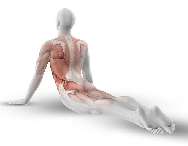 3 d 男性の体の部分の筋肉をマップでのヨガのポーズ - strength skinless muscular build human muscle ストックフォトと画像