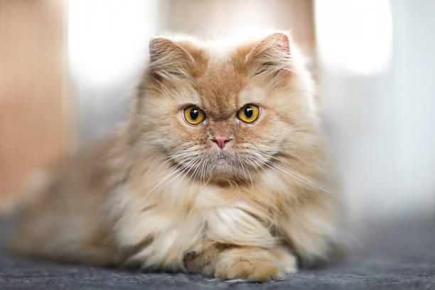 istock Cute little young persian cat looking 482846116