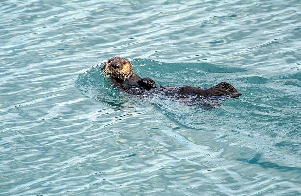 istock Alaskan Sea Otter swimming 482846412
