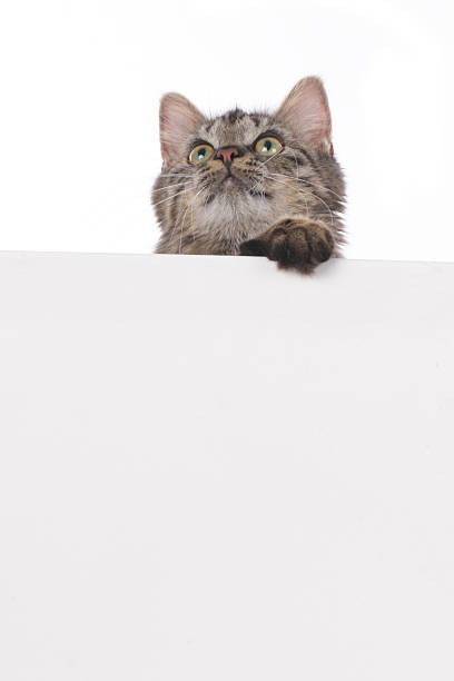 istock Cute tabby cat looking across a white wall 482847050