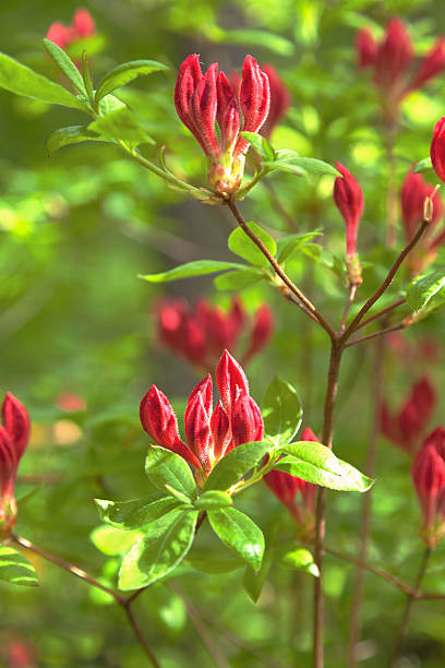 istock Flowers in the garden 482847568