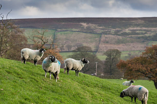 sheep on hills in English countryside