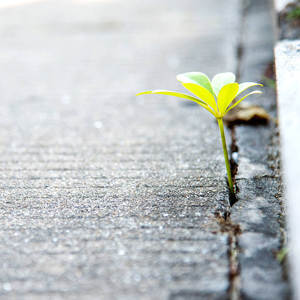 istock growing out of concrete 482850658