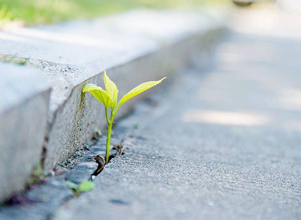 istock growing out of concrete 482850660