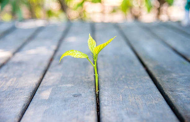 istock new life come from wood plan 482850664