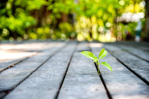 istock new life come from wood plan 482850666