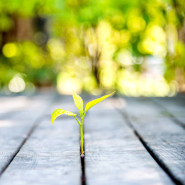 istock new life come from wood plan 482850668