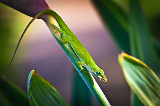 A green gecko lizard on a Hawaiian Ti plant in a tropical island rain forest environment, Kauai, Hawaii, USA. The wildlife photography captured the reptile perching and resting on its stem sunbathing in the light. Photographed close-up in horizontal format with selective focus.