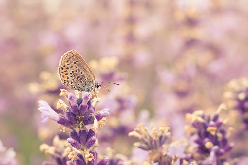 Butterfly on lavender flower, close up.