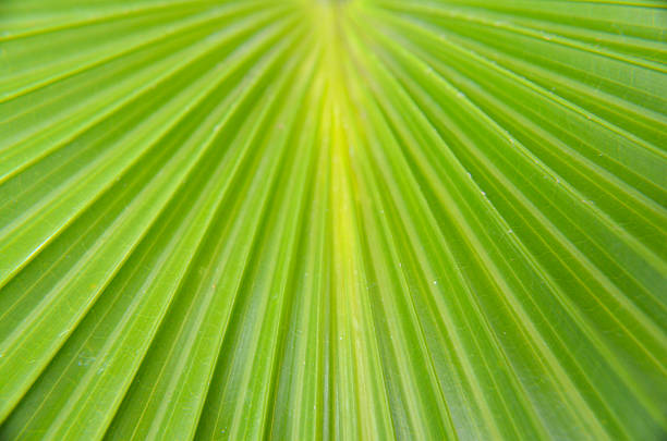 Palm stock photo