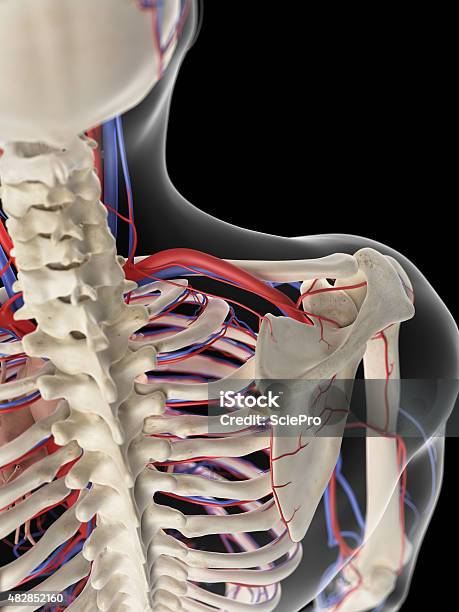 El Hombro De Sangre Foto de stock y más banco de imágenes de 2015 - 2015, Anatomía, Articulación humana