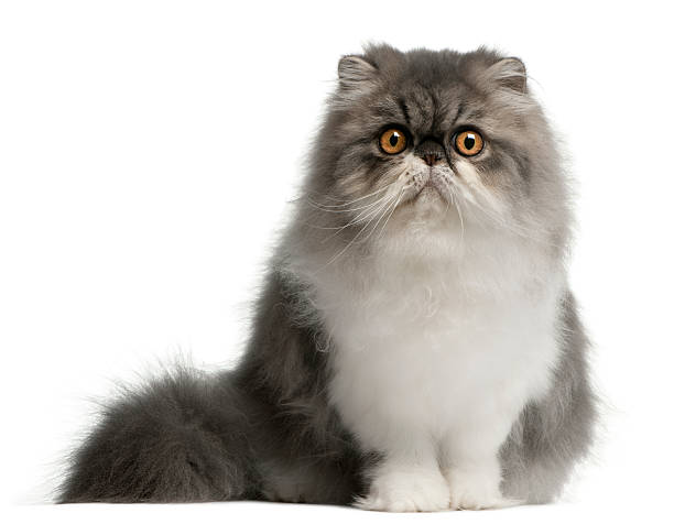 istock Persian cat, 6 months old, sitting, white background 482852901