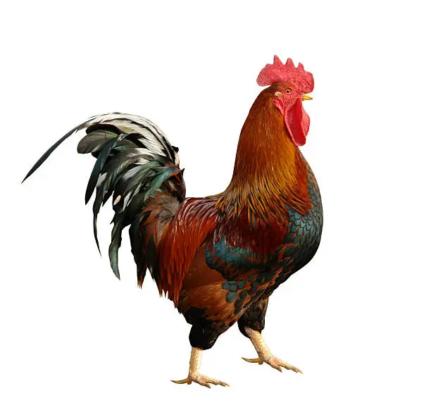 Photo of Colorful Rooster