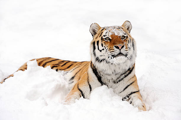 tigre dans la neige - seated tiger photos et images de collection