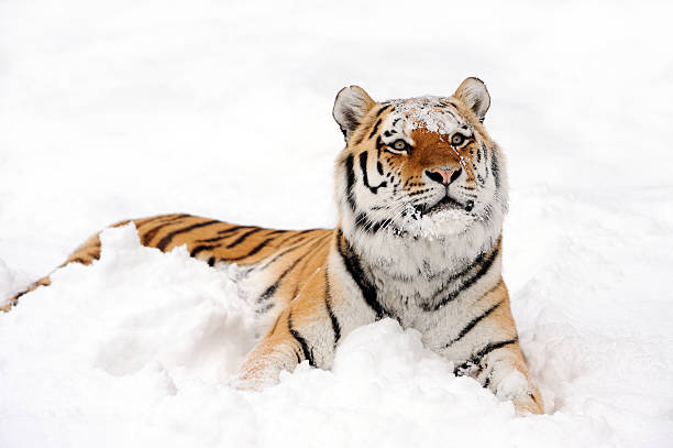 tygrys na śniegu - wild tiger zdjęcia i obrazy z banku zdjęć