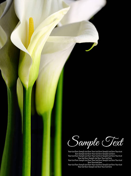istock Beautiful white Calla lilies with reflection on black background 482853725