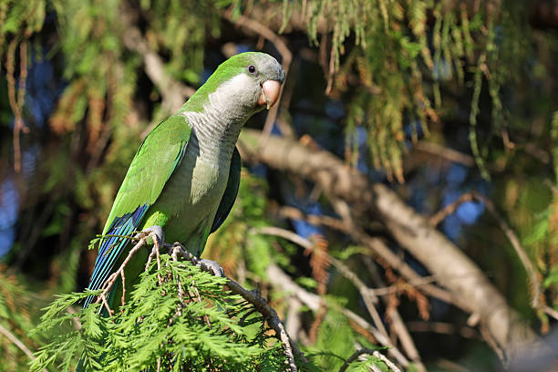 Monk Parakeet ( Myiopsitta monachus ) Monk Parakeet where he belongs , in the wild monk parakeet stock pictures, royalty-free photos & images