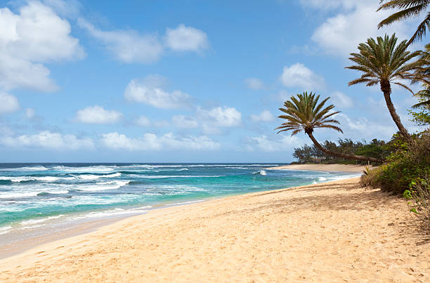 istock Beautiful Tropical Beach with Palm Trees 482853795