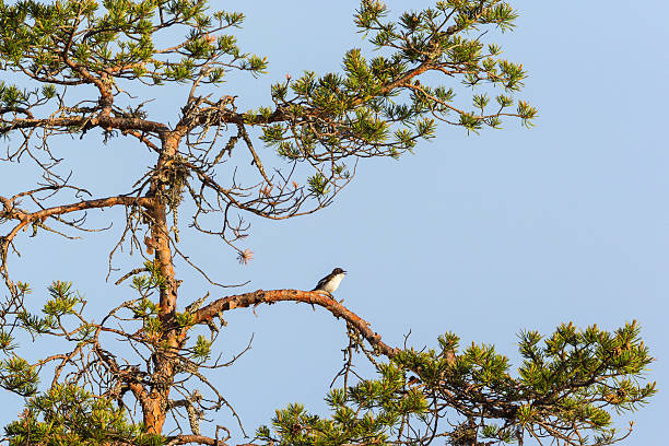 istock Pied Flycatcher sitting on a tree branch 482854159