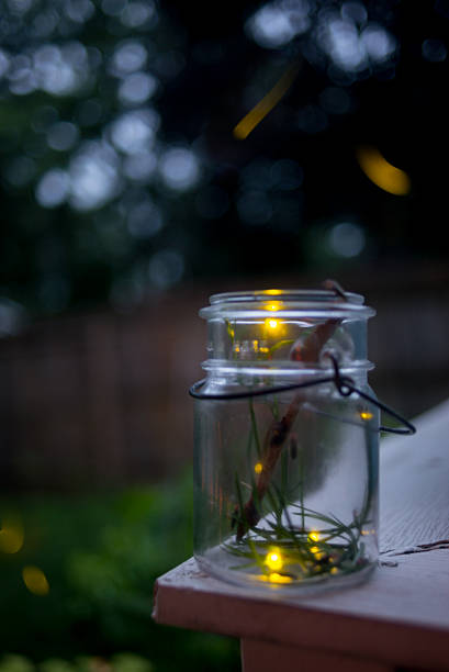 Fireflies (Lightening Bugs) stock photo