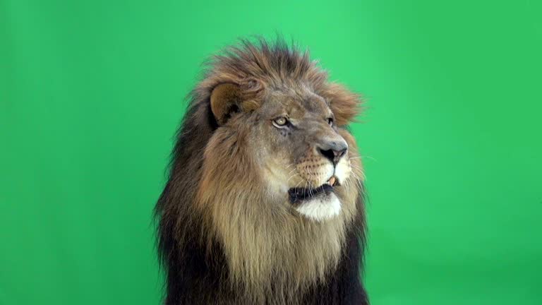 Löwe