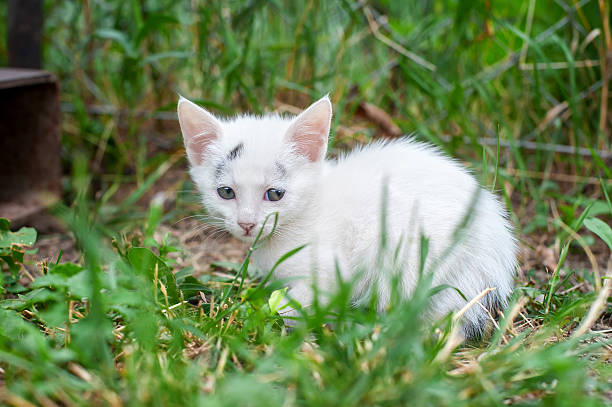 istock Cute little kitten in the garden 482854772