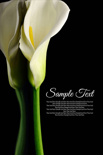 istock Beautiful white Calla lily with reflection on black background 482854917