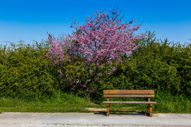 lonely banco en el parque en primavera - scenics multi colored greece blue fotografías e imágenes de stock