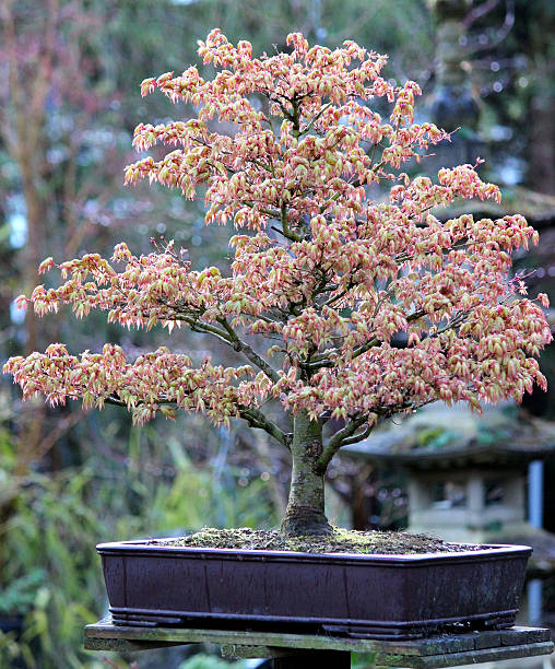 istock Close-up Image of a Bonsai Japanese Maple (Acer Palmatum Kashima) 482855533