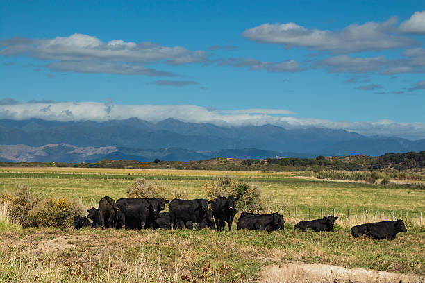 istock Herd Of Black Bulls 482855537
