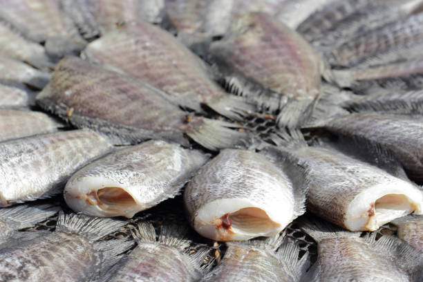 istock Snakeskin gourami fish drying in the outside 482856071