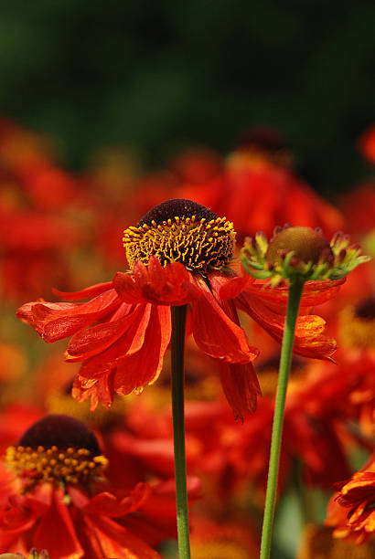 istock red flower detail 482856403