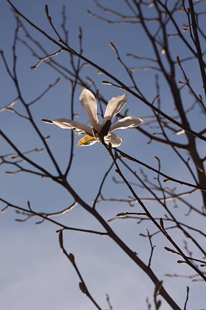 frühling - andrea jung imagens e fotografias de stock