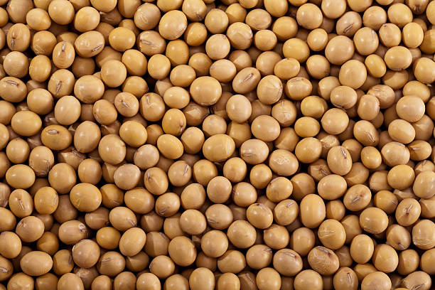 istock backkground of soybean close up 482857725