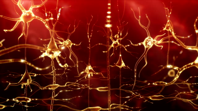 Neuronal Activity Female Red