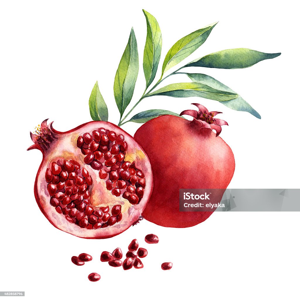 watercolor frutas granada en fondo blanco - Ilustración de stock de Granada - Fruta tropical libre de derechos