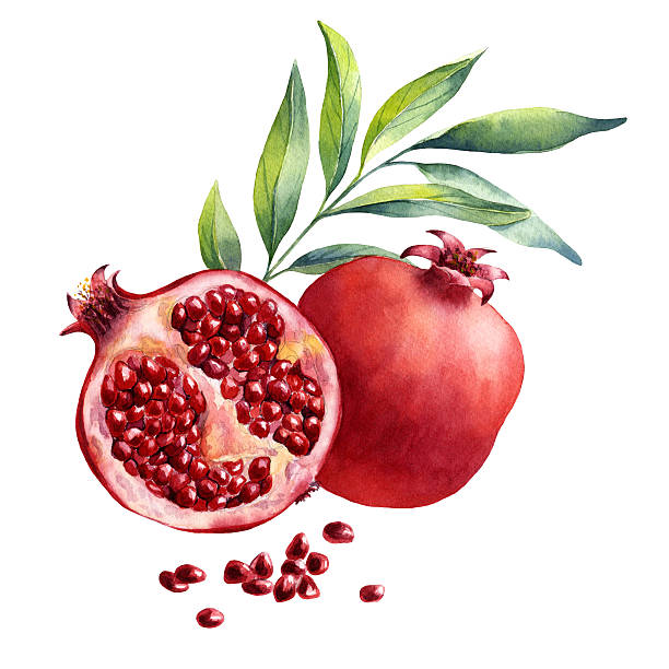 illustrazioni stock, clip art, cartoni animati e icone di tendenza di acquerello di frutta melograno su sfondo bianco - melagrana