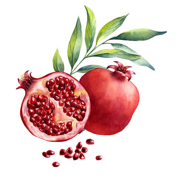 ilustrações de stock, clip art, desenhos animados e ícones de aguarela frutas de romã no fundo branco - romã