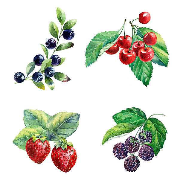 watercolor berries on white background - kiraz illüstrasyonlar stock illustrations