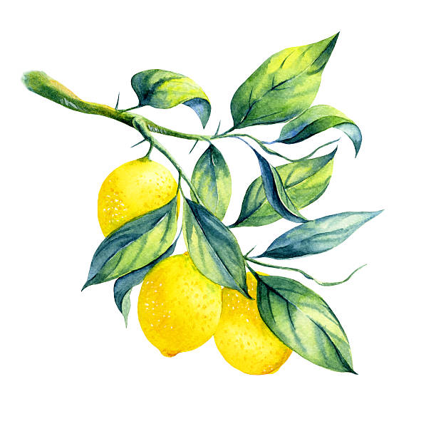 aquarell zitrone branch - agriculture branch cut flowers citrus fruit stock-grafiken, -clipart, -cartoons und -symbole