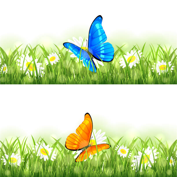 illustrazioni stock, clip art, cartoni animati e icone di tendenza di arancio e farfalla sul fiore blu - butterfly flower single flower grass