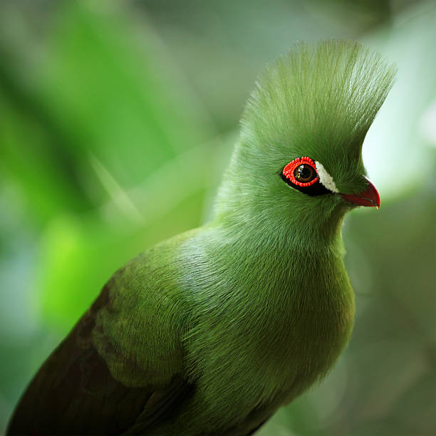 Knysna Lourie-Tauraco corythaix - foto de stock