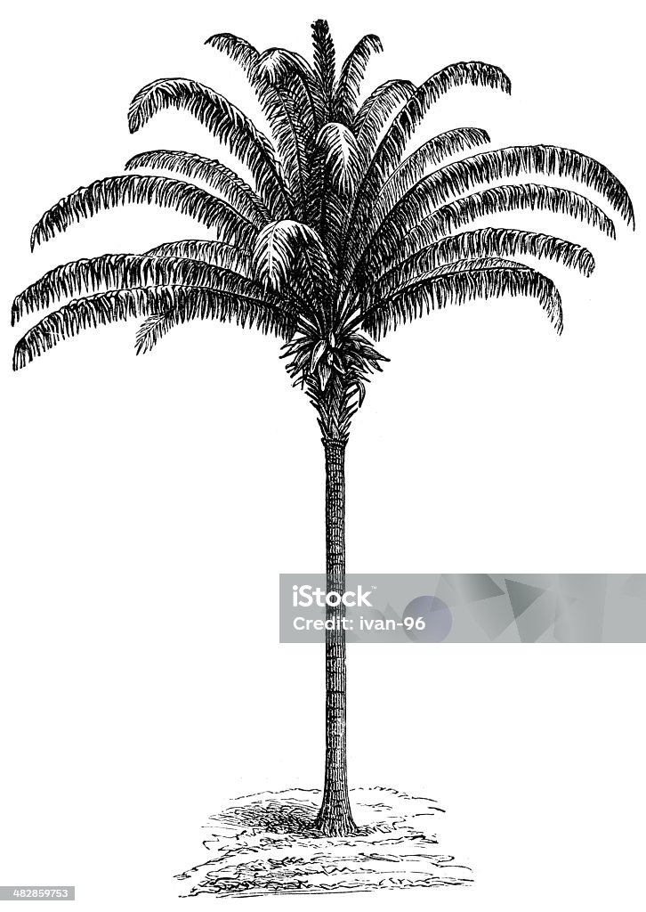 palm - Ilustração de Gravura royalty-free