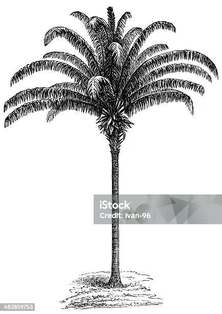 Vetores de Palm e mais imagens de Gravura - Gravura, Palmeira, Agricultura