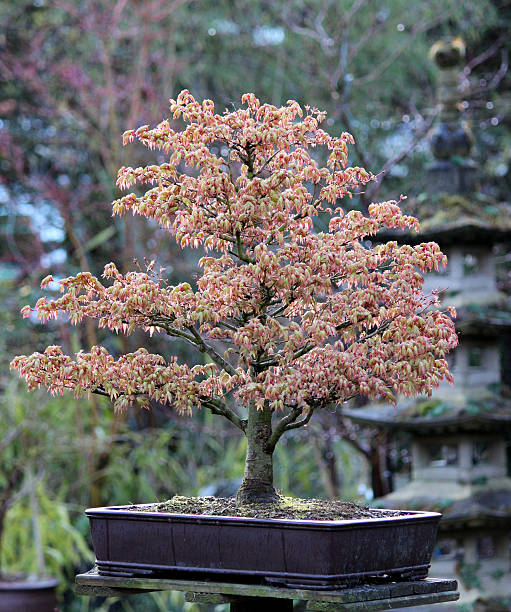 istock Close-up Image of a Bonsai Japanese Maple (Acer Palmatum Kashima) 482859891