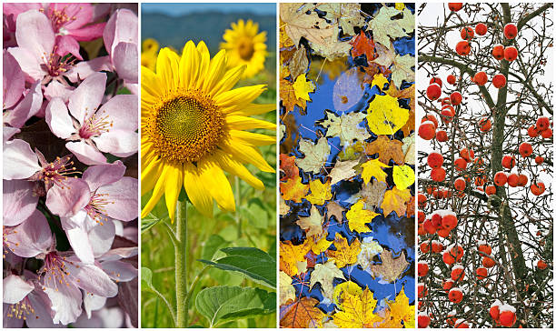 Four seasons. Spring, summer, autumn, winter.