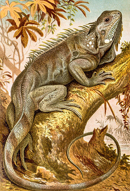 Antique color illustration of iguana