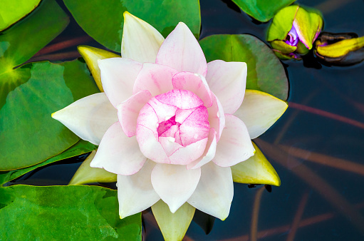 white water lily on nature